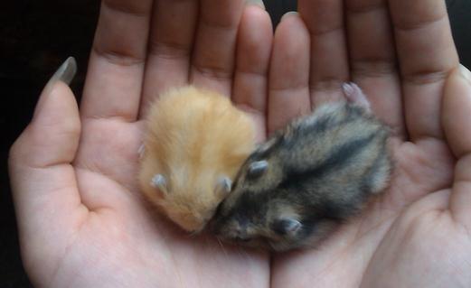 黑線倉(cāng)鼠怎么養(yǎng)？黑線倉(cāng)鼠的生長(zhǎng)規(guī)律