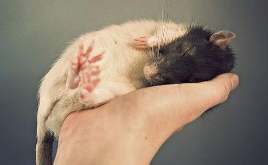 花枝鼠的簡介-花枝鼠的價(jià)格