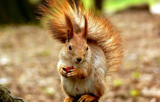 黃山松鼠怎么養(yǎng)？黃山松鼠的形態(tài)特征