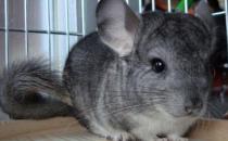 標準灰龍貓的飼養環境有什么要求？