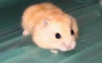 布丁倉鼠怎么養？布丁倉鼠的習性