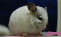 純白龍貓怎么養(yǎng)？純白龍貓的特點(diǎn)