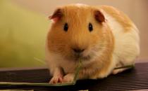 荷蘭豬怎么養(yǎng)？荷蘭豬的價(jià)值