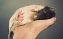 花枝鼠的簡介-花枝鼠的價(jià)格