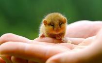 花枝鼠怎么養？怎么給花枝鼠洗澡？