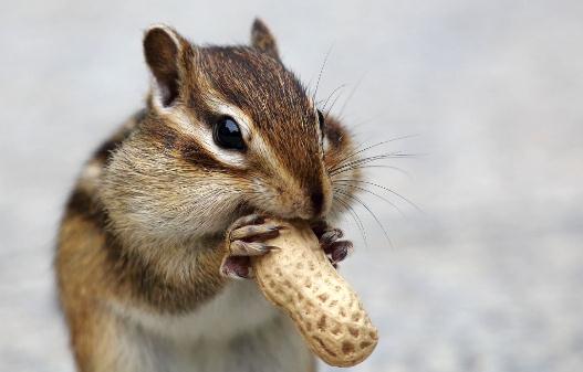 金花鼠的簡介-金花鼠的生長環(huán)境