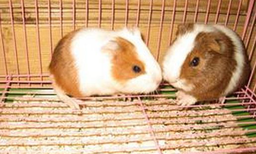 葵鼠的簡介-葵鼠的習性是怎樣的？