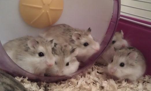 老公公倉鼠的簡介-老公公倉鼠的形態特征