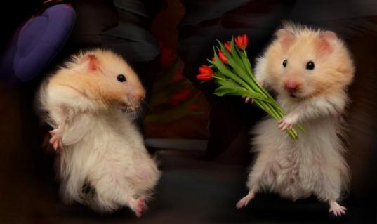 老公公倉鼠喂養要點-老公公倉鼠怎么養？