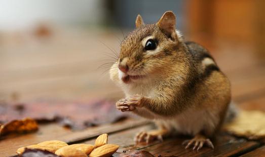 栗鼠的簡介-栗鼠的生活習性