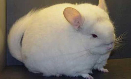 毛絲鼠的外貌特征-毛絲鼠的生活習性