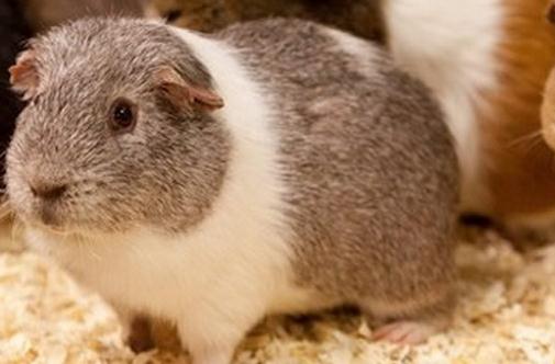 斯蘭德天竺鼠怎么養(yǎng)?斯蘭德天竺鼠的習(xí)性