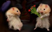 老公公倉鼠喂養要點-老公公倉鼠怎么養？