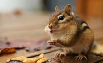 栗鼠的簡介-栗鼠的生活習性