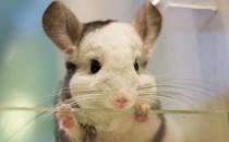 龍貓的簡介-龍貓的外貌特征