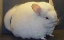 毛絲鼠的外貌特征-毛絲鼠的生活習性