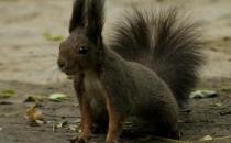 魔王松鼠的品種-魔王松鼠怎么養？