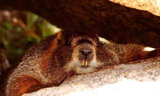 土撥鼠怎么養？土撥鼠的品種