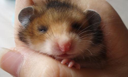 西施熊怎么養？西施熊飼養環境