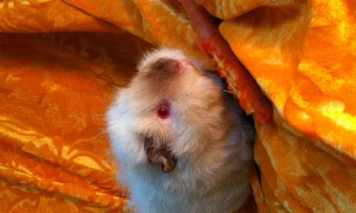 喜馬拉雅天竺鼠怎么養？喜馬拉雅天竺鼠形態特征