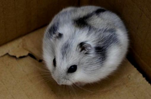 一線倉鼠怎么養？一線倉鼠的喂食要點