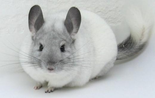 飼養(yǎng)銀斑龍貓都需要些什么？