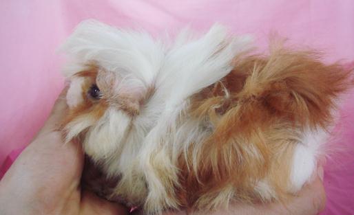 長卷毛天竺鼠的簡介-長卷毛天竺鼠的飼養環境