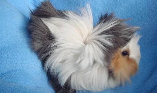 長(zhǎng)卷毛天竺鼠怎么養(yǎng)？長(zhǎng)卷毛天竺鼠飲食要點(diǎn)