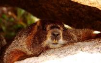 土撥鼠怎么養？土撥鼠的品種