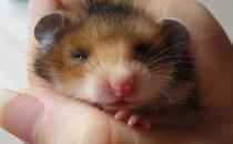 西施熊怎么養？西施熊飼養環境