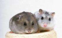 一線倉鼠的簡介-一線倉鼠的形態特征