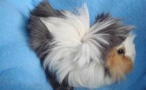 長卷毛天竺鼠怎么養(yǎng)？長卷毛天竺鼠飲食要點