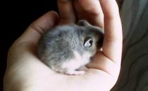 紫衣倉鼠怎么養？紫衣倉鼠的品種