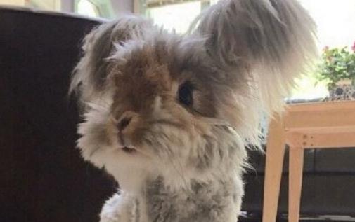 草泥兔的產地是哪里？草泥兔多少錢可以買到？