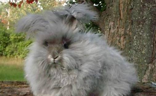 法國安哥拉兔的簡介-法國安哥拉兔的產地