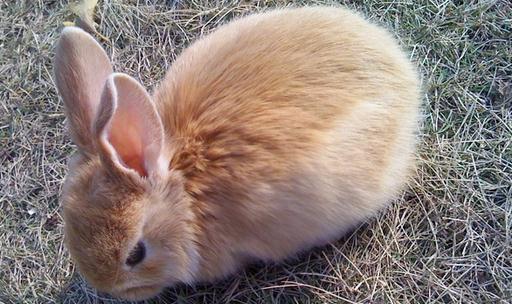 公主兔的簡介-公主兔是什么?