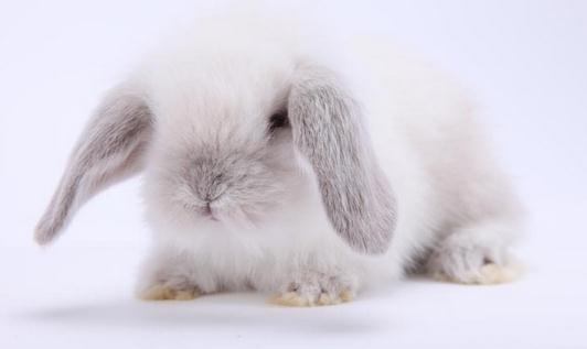 公主兔形態特征是怎樣的？