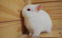 波蘭兔怎么養(yǎng)？波蘭兔的簡(jiǎn)介