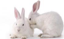 大耳白兔的產地-大耳白兔的價格