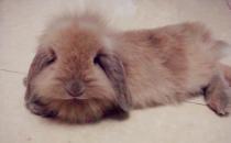 法國垂耳兔的產(chǎn)地-法國垂耳兔怎么養(yǎng)？