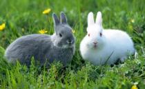 福建黃兔多少錢能買到？福建黃兔的簡介