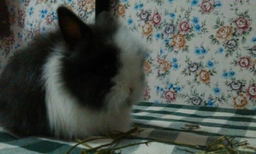 潔西伍莉怎么養？潔西伍莉的養殖方法