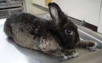 哈瓦那兔怎么養？哈瓦那兔的喂養方法