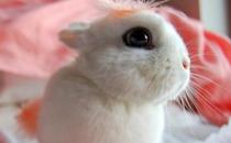 海棠兔的生長環境如何？