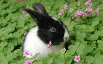 荷蘭兔的喂食要點-荷蘭兔怎么喂養？