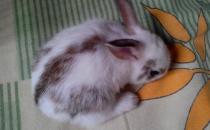 潔西伍莉的價格-潔西伍莉多少錢能買？