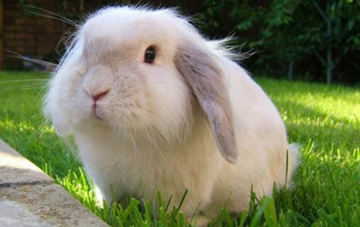 美國黃褐色家兔怎么養？美國黃褐色家兔的養法