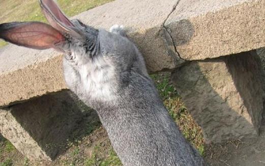 金吉拉兔的產地-金吉拉兔有哪些品種？