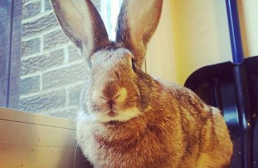 巨型花明兔的產地-巨型花明兔產自哪里？