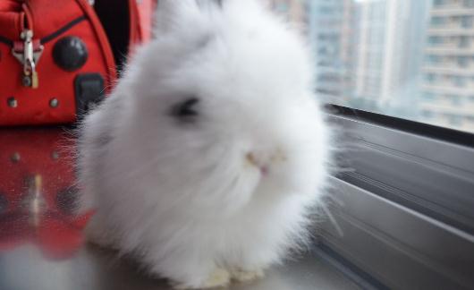 貓貓兔的產地-貓貓兔如何喂養？